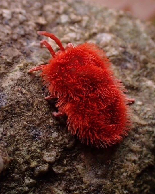 A fuzzy, bright red mite crawls along a log.