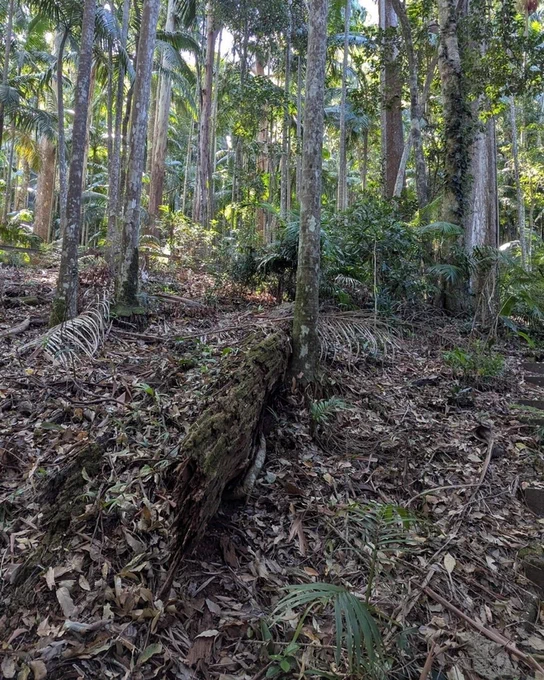There is a fallen log surrounded by leaf litter and tall, slender trees.
