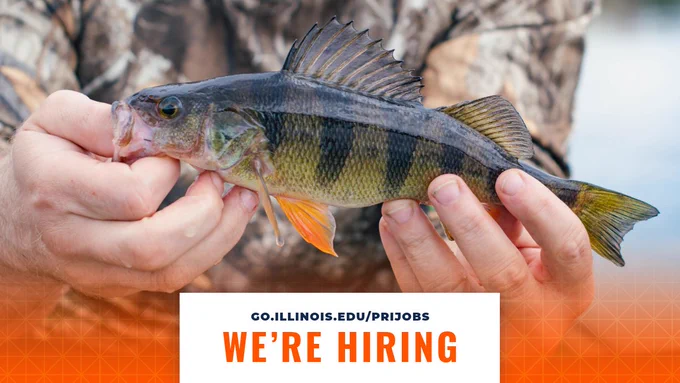 A person holding a yellow perch with two hands. At the bottom, text says, "go.illinois.edu/prijobs," and, "we're hiring."