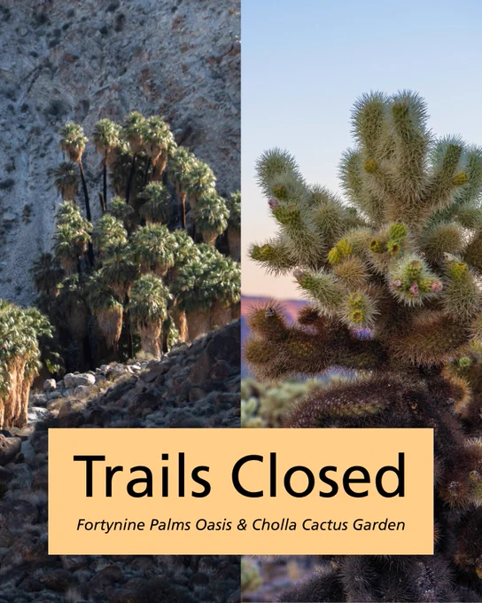 The oasis at Fortynine Palms and a close up of a cholla cactus, with text saying Trails Closed: Fortynine Palms Oasis and Cholla Cactus Garden