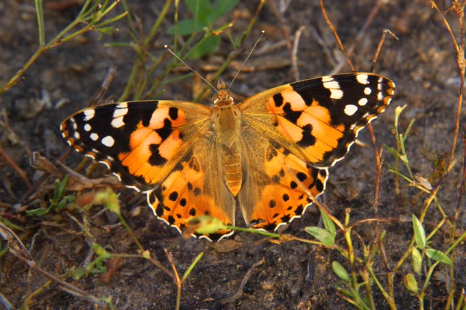 Mariposa Vanessa cardui con alas anaranjadas y negras