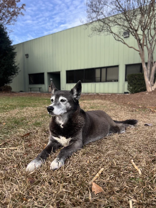 A dog lying in the grass in front of a green building.