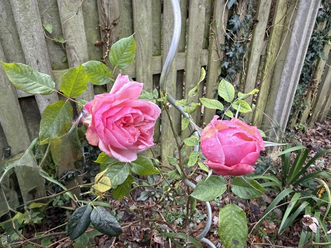 Two pink roses blooming in England over Christmas 2025.
