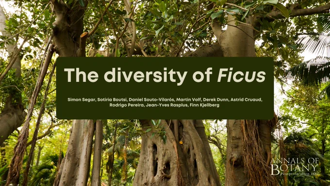 The diversity of Ficus
