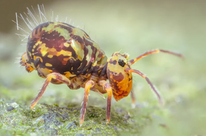 Another from this afternoon's walk in the woods. It's a 2-3mm Dicyrtomina saundersi, one of the globular springtails and probably the most common one I find. 