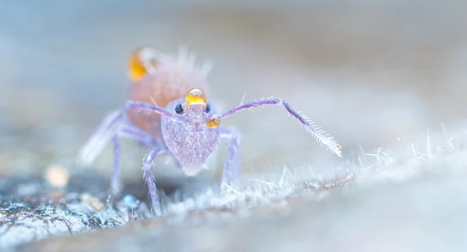 Ptenothrix atra, a 'vary rare' pink/purple springtail - that I tend to find quite a lot...