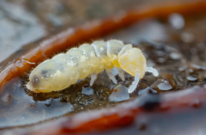 Something I haven't done much this year is get out and properly look for springtails, but I'm giving a talk on them in a couple a weeks so decided to grab the camera and find some inspiration. Plenty to be found in the woods up the hills of north Sheffield, including these eyeless Protaphorura aurantiaca springtails.