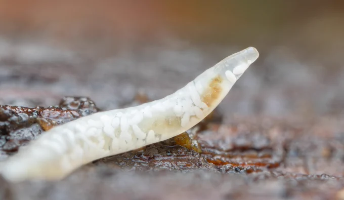 Continuing the winter macro theme with a pot worm (Enchytraeid). Smaller cousins of the earthworm, these semi translucent worms are fantastic contributors to soil health. The tiny white blobs you can see inside are part of that process, revealing how the decaying organic matter, fungi and bacteria they've eaten are broken down and returned to the soil.