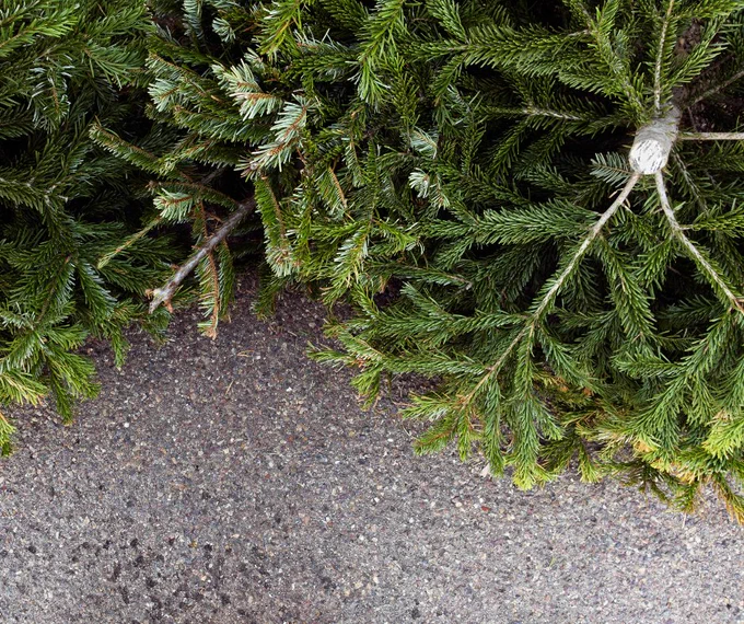 Image of bare green christmas tree on pavement.