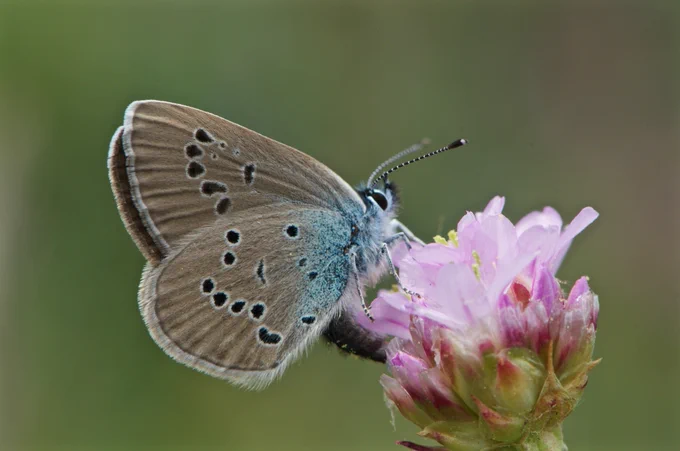 Cobalt (Cyaniris semiargus) - Jordi Corbera