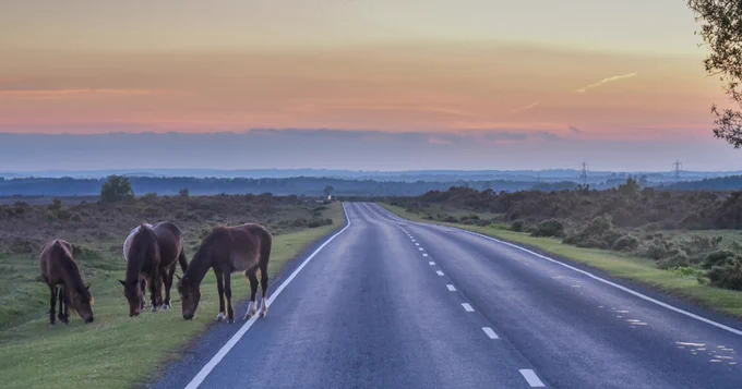 Sunset over a rural road with several ponies grazing peacefully beside the road under a colorful sky.