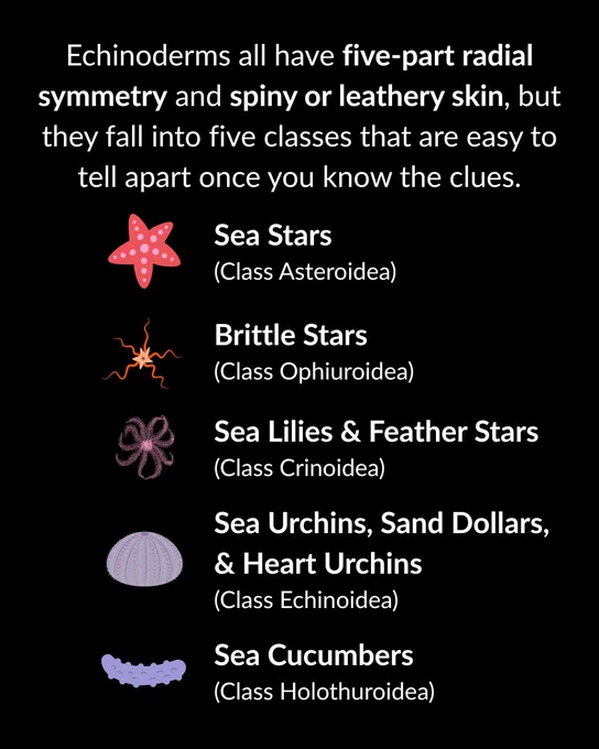 Infographic showing five echinoderm classes with icons: Sea Stars (Asteroidea), Brittle Stars (Ophiuroidea), Sea Lilies & Feather Stars (Crinoidea), Sea Urchins/Sand Dollars/Heart Urchins (Echinoidea), and Sea Cucumbers (Holothuroidea)