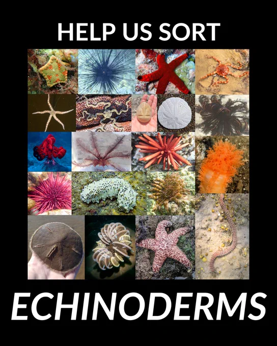 Grid of 20 diverse echinoderm photos including colorful sea stars, urchins, and sea cucumbers. Title reads "HELP US SORT ECHINODERMS."