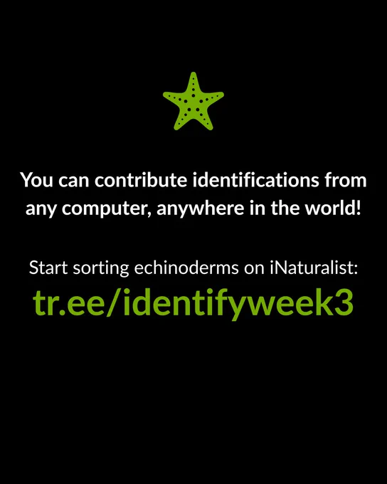 Call to action on black background: You can contribute identifications from any computer, anywhere in the world! Start sorting echinoderms on iNaturalist: tr.ee/identifyweek3