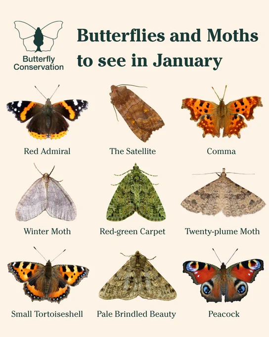 Butterfly Conservation's Butterflies and Moths to see in January: Red Admiral, The Satellite, Comma, Winter Moth, Red-green Carpet, Twenty-plume moth, Small Tortoiseshell, Pale Brindled Beauty, Peacock