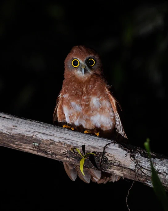A small brown bird with large yellow eyes stares into the camera.