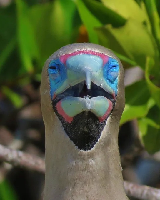 A gray bird with a blue and pink face stares straight at the camera.