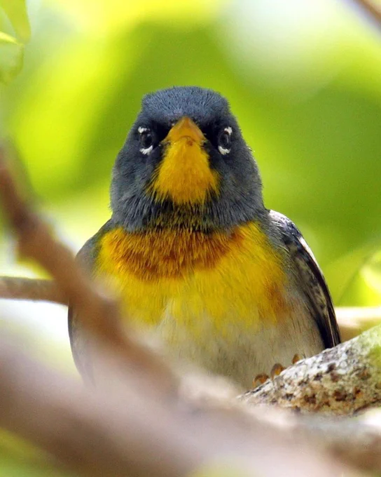 A gray and yellow bird stares into the camera.