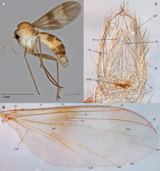 Neoempheria merlio Amorim & Oliveira sp. n. from Singapore