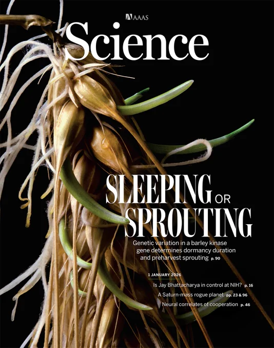 Dormancy is the suppression of seed sprouting under environmental conditions that normally favor germination. In domesticated barley, grains with low levels of dormancy can sprout before harvest in the field after exposure to dew, mist, or rain. Preharvest sprouting in barley and other cereals reduces the quality of mature grain and jeopardizes its end-use value. 