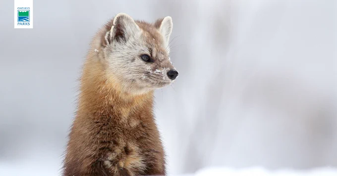 A pine marten in a snowy setting, with the Ontario Parks' logo visible in the corner.