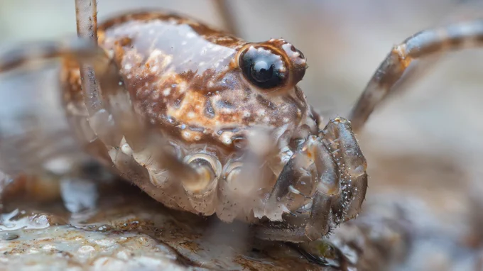 Macro shot of a harvestman (Rilaena triangularis), a  speckled brown arachnid with proportionally large eyes on top of a single fused body. 