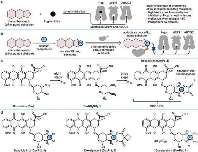 Scientific figure -   Key challenges associated with combination therapies using conventional ATP-binding cassette (ABC) transporter inhibitors to overcome multidrug resistance mediated by P-glycoprotein (P-gp), multidrug resistance protein 1 (MRP1), and ATP-binding cassette super-family G member 2 (ABCG2). b Platinum-containing drug conjugates exploit platinum-protein interactions to overcome efflux pump-mediated multidrug resistance without disrupting normal efflux activity. c Synthesis of the doxorubicin-oxaliplatin conjugate, doxaliplatin (DoxPt, 2), with minimal structural modifications to both parental drugs. d Doxaliplatin derivatives with different structural features.
