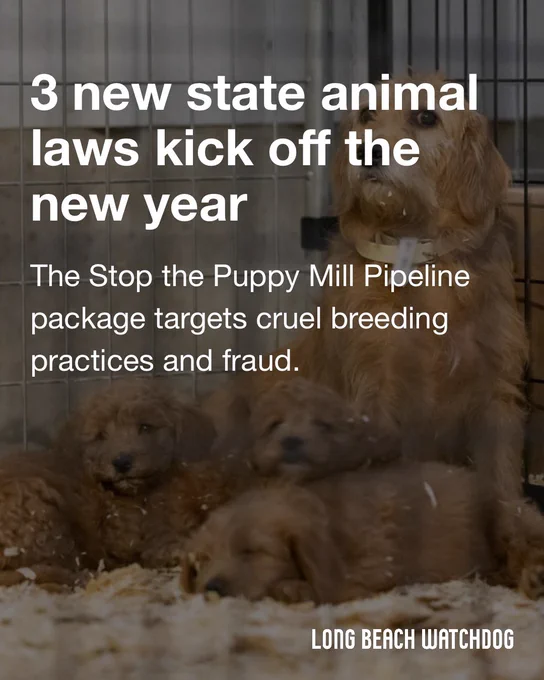 3 new state animal laws kick off the new year.
The Stop the Puppy Mill Pipeline package targets cruel breeding practices and fraud.