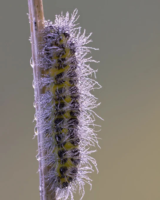 A black and yellow hairy caterpillar covered in dew, attached to a dead plant stem
