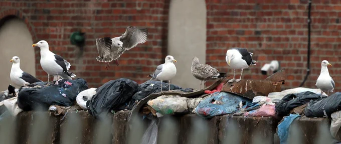 Gulls feeding on rubbish at a Sheffield recycling centre - Photo Andy Deighton