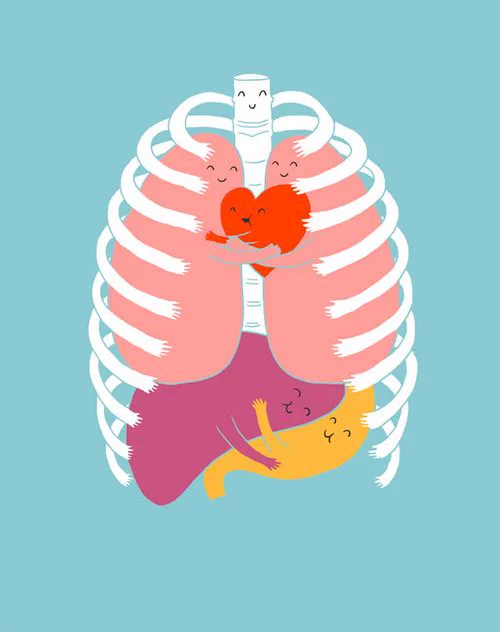 picture of ribs, lungs, heart, liver and stomach all hugging each other