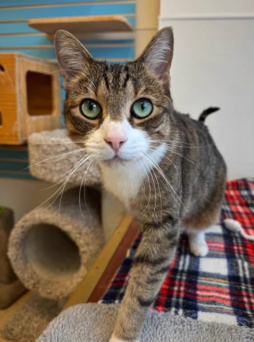 A tabby cat with green eyes is seen at PAWS animal shelter in Philadelphia