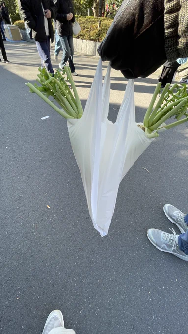 おさがりだいこん。浅草神社でお祓いしてきました。浅草寺境内はとても賑やかでした！/ Hand-me-down daikon radish. I had it purified at Asakusa Shrine. The Sensoji temple grounds were very lively!
