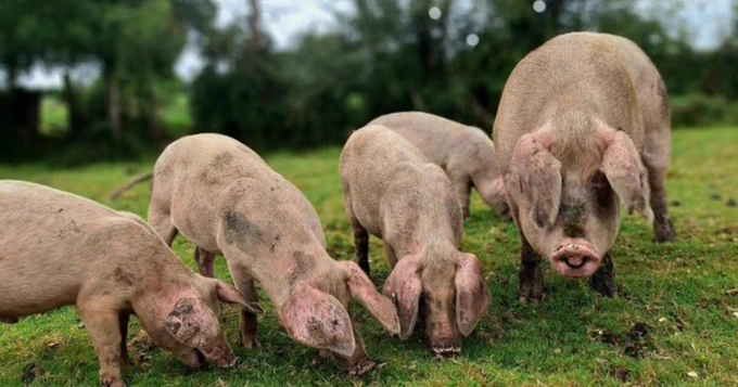 Pigs in a field out for pannage in the New Forest.