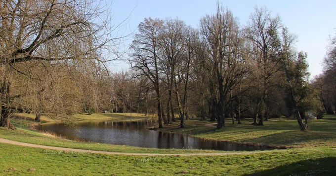Trees and pond