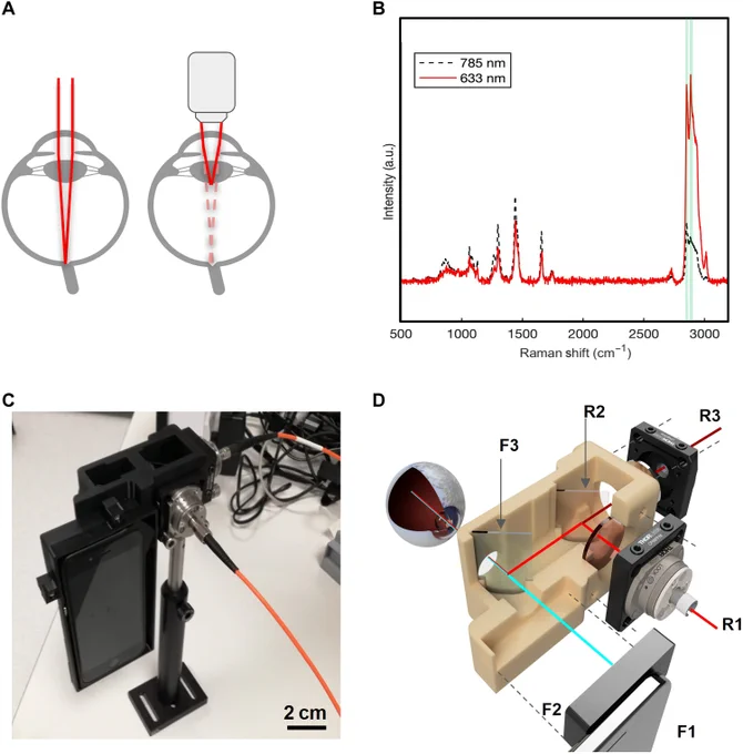 The engineered EyeD overview.
(A) Convergence of a collimated beam entering the eye onto the retina (left) and the compound lens effect (right) resulting from the introduction of a microscope objective. (B) Representative Raman spectra of murine brain tissue in the fingerprint and high–wave number regions, measured using a commercial In-Via Raman, with an excitation laser of 633 nm (0.39 to 0.63 mW). (C) 3D schematics of the combined fundus photography and eye-safe Raman spectroscopy optical paths contained within a 3D-printed housing. (D) Photograph of the bench-top breadboard setup, including smartphone, housing, and input/output fibers. a.u., arbitrary units.