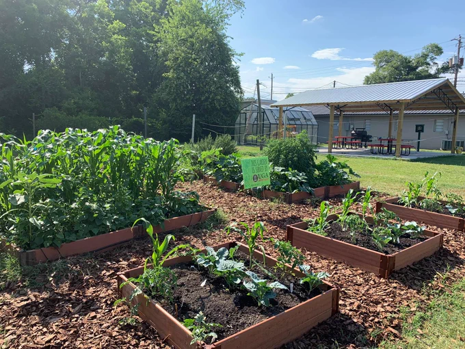 Community garden raised beds with a variety of plants growing in them