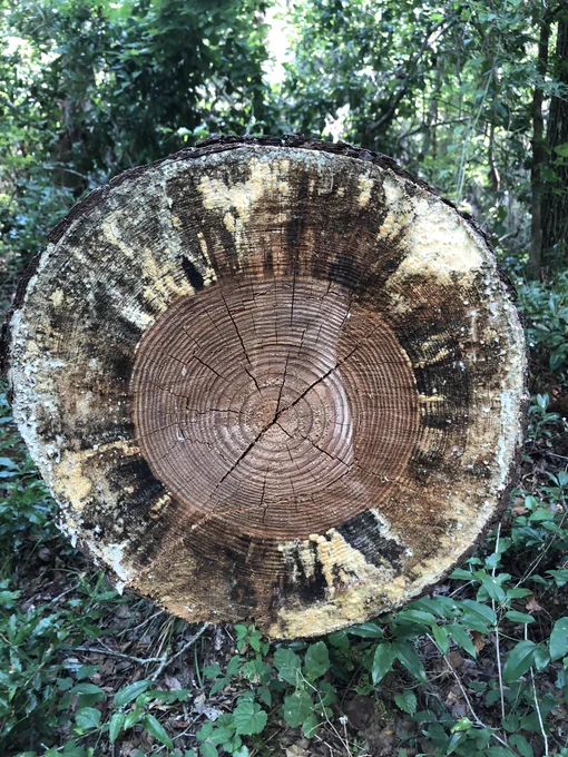 view of the end of a cut tree stem with fungus decaying the sapwood