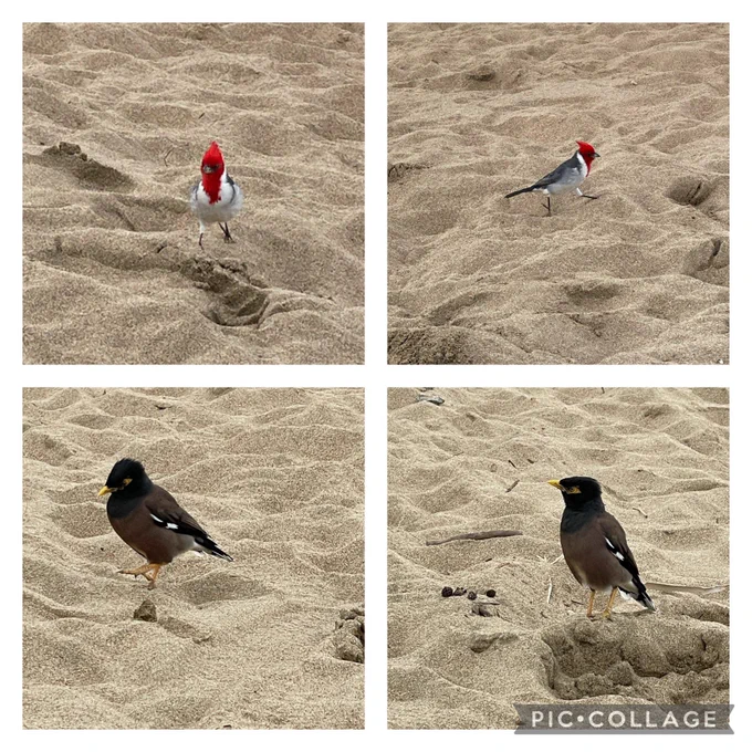 4 pictures in window-pane format. The top two are of a white and grey bird who looks like he’s wearing a red cowl. He’s very distinguished, even though he’s standing on the beach. The bottom two pics are a brown bird with a flat black head and a yellow beak, and it’s looks like he’s frowning, even though he’s also on a beach.
