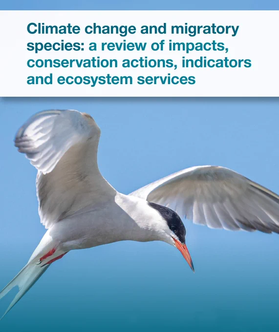 Colour image of a common tern with the text "Climate change and migratory species: a review of impacts, conservation actions, indicators and ecosystem services"