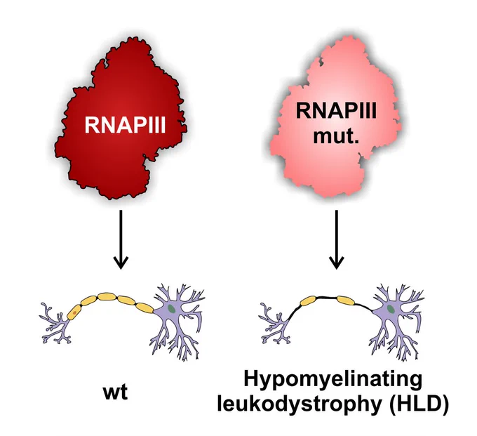 How mutations in so fundamental machinery such as RNAPIII lead to neurodeveopmental diesease? We are exploring this question using versalite aproaches including #NGS #RNA-protein interactions #ncRNA #CRISPR