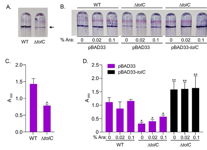 TolC contributes to biofilm production. Bacterial cells attached to the wall of borosilicate glass test tubes following growth for 72 h at room temperature were stained with crystal violet and photographed (A and B) before the biofilm-associated crystal violet was dissolved in DMSO and quantified by measuring the absorbance at 550 nm (C and D) as described in the Materials and Methods. (A) Photograph of crystal violet-stained biofilms produced by KPPR1 and the isogenic ΔtolC mutant and (B) quantification of biofilms following destaining with DMSO. The arrow in panel A indicates the location of the air-liquid interface. Complementation of ΔtolC (B and D). The indicated strains bearing pBAD33 or pBAD33-tolC were cultured at room temperature for 72 h in LB media containing chloramphenicol and the indicated concentrations of arabinose before being (B) stained with crystal violet and photographed and (D) quantified after dissolving the dye with DMSO. Statistical significance was determined 