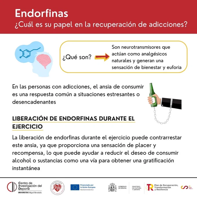 Endorfinas ¿Cuál es su papel en la recuperación de adicciones? 
En las personas con adicciones, el ansia de consumir es una respuesta común a situaciones estresantes o desencadenantes. 
La liberación de endorfinas durante el ejercicio puede contrarrestar este ansia, ya que proporciona una sensación de placer y recompensa, lo que puede ayudar a reducir el deseo de consumir alcohol o sustancias como una vía para obtener una gratificación instantánea 