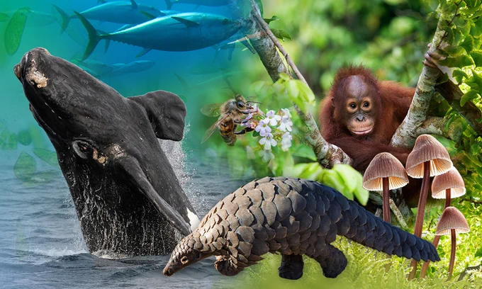 Animals, plants and fungi
