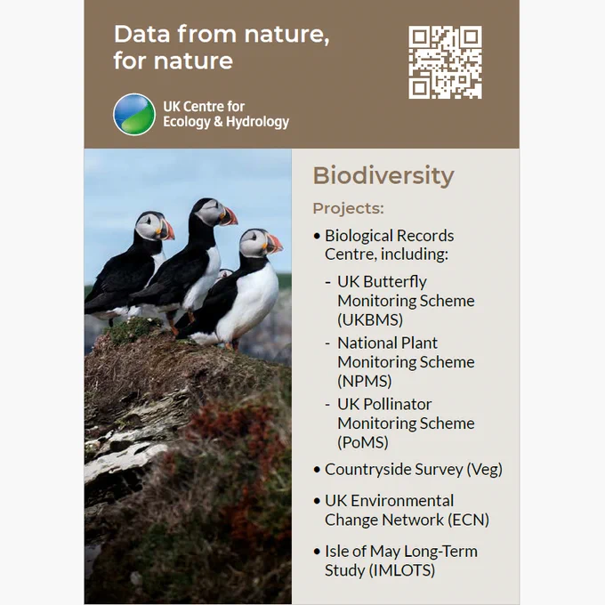 Three puffins