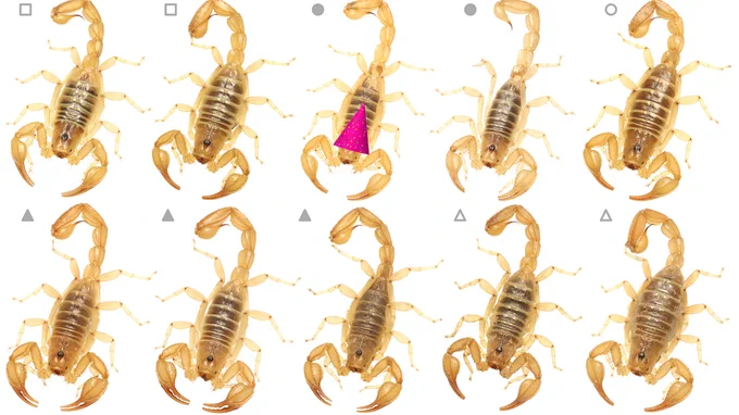An image of 10 scorpions, one of which is wearing a small, pink party hat. (Via Photoshop, not real life. Sadly.)