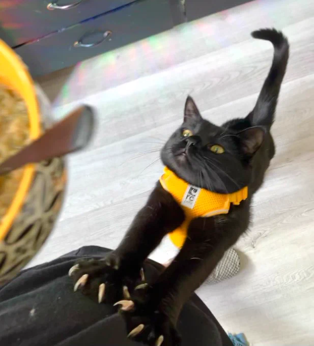 Pikachu the shiny black cat is standing on his hind legs stretching up on his human’s leg. Every one of his claws is exposed and pulled out, and his yellow-green eyes are fixed on a bowl in the far edge of the screen. His golden yellow harness sort of matches the cereal bowl, too. It’s so harmonious. Pikachu wants his treats!!