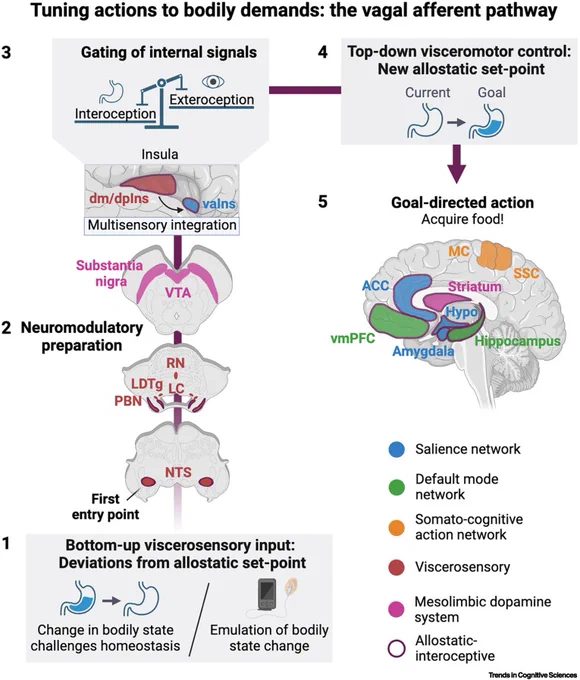The vagal afferent pathway and its theorized function in allostatic behavior. Interoception encodes bodily demands that arise once an allostatic set point, such as a sufficient nutrient supply, is unmet. Interoceptive signals can be evoked by changes in bodily states (e.g., lack of nutrients) or emulated by vagus nerve stimulation (VNS).