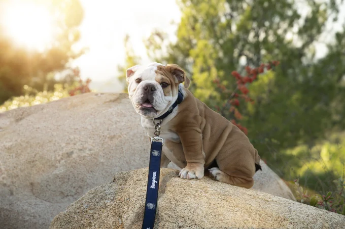 Jack the Bulldog puppy sitting on a large rock. He is wearing a blue collar attached to a blue leash with the Georgetown logo on it.