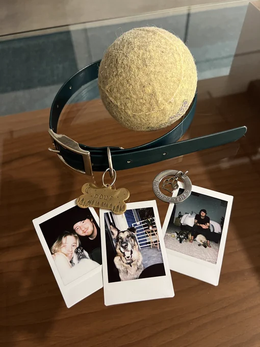 a small collection of doug memories on a glass table. his large black collar encircles a tennis ball that has been chewed and loved almost beyond recognition. his gold bone-shaped tag has “DOUG” stamped in the middle of a nighttime forest scene. a corresponding silver tag has a pawprint in the middle and a circle around the edge that reads “The Dougfather.” at the bottom of the memorial are three instant photos of Doug throughout his life: one with taylor hugging his face close while matt smiles on the other side, one with doug wearing a big smile on a patio, and one with doug lying on a bedroom floor with matt sitting proudly behind him.